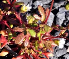 Attēlu rezultāti vaicājumam “Saxifraga tridactylites leaf”