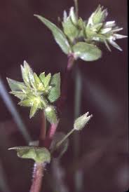 Attēlu rezultāti vaicājumam “Stellaria pallida”