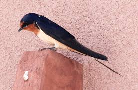 Attēlu rezultāti vaicājumam “Hirundo rustica”