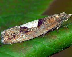 Attēlu rezultāti vaicājumam “Epinotia brunnichana”