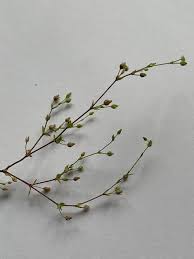 Attēlu rezultāti vaicājumam “Arenaria serpyllifolia flower”