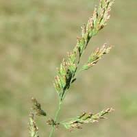 Attēlu rezultāti vaicājumam “Poa compressa”