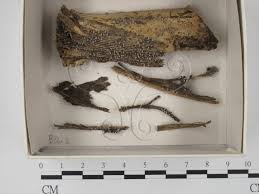 Attēlu rezultāti vaicājumam “Didymium squamulosum”