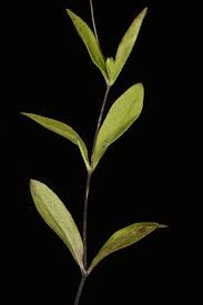 Attēlu rezultāti vaicājumam “Moehringia lateriflora leaf”