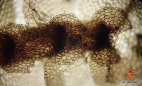 Attēlu rezultāti vaicājumam “Calypogeia muelleriana”