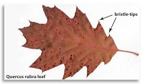 Attēlu rezultāti vaicājumam “Quercus rubra leaf”