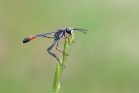 Attēlu rezultāti vaicājumam “Ammophila sp.”