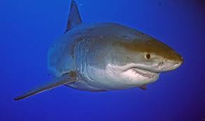 Image result for Carcharodon carcharias