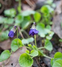 Attēlu rezultāti vaicājumam “Viola collina leaf”