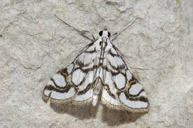 Attēlu rezultāti vaicājumam “Nymphula nitidulata”