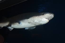 Image result for Notorynchus cepedianus