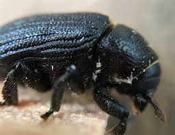 Attēlu rezultāti vaicājumam “Opatrum sabulosum”