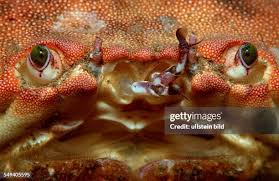 Image result for Cancer pagurus