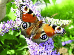 Attēlu rezultāti vaicājumam “Inachis io”