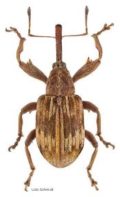 Attēlu rezultāti vaicājumam “Brachonyx pineti”