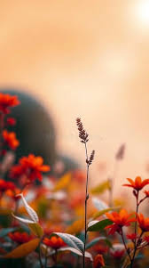 Image result for free wallpaper