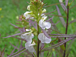 Attēlu rezultāti vaicājumam “Pedicularis palustris subsp. opsiantha”