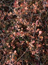 Attēlu rezultāti vaicājumam “Betula nana female flower”