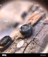 Attēlu rezultāti vaicājumam “Biscogniauxia marginata”