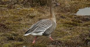 Attēlu rezultāti vaicājumam “Anser brachyrhynchus adult”
