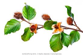 Attēlu rezultāti vaicājumam “Fagus sylvatica fruit”