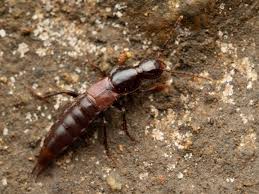 Attēlu rezultāti vaicājumam “Quedius dilatatus”