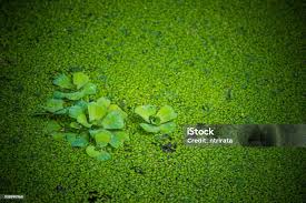 Attēlu rezultāti vaicājumam “Pistia stratiotes leaf”