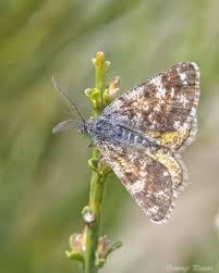 Attēlu rezultāti vaicājumam “Eulithis pyraliata”