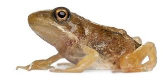 Attēlu rezultāti vaicājumam “Rana temporaria adult”