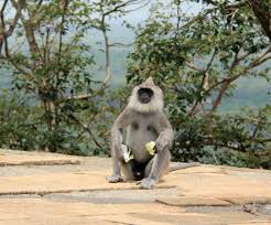 Image result for Яла заповедник