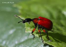 Attēlu rezultāti vaicājumam “Apoderus coryli”