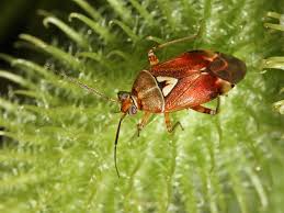 Attēlu rezultāti vaicājumam “Lygus pratensis nymph”