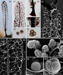 Attēlu rezultāti vaicājumam “Lamproderma gulielmae stalked”