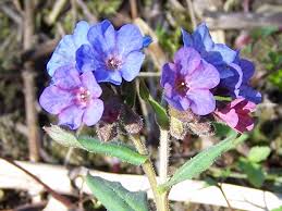 Attēlu rezultāti vaicājumam “Pulmonaria obscura”