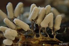 Attēlu rezultāti vaicājumam “Fuligo luteonitens macro”