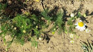 Attēlu rezultāti vaicājumam “Tripleurospermum inodorum flower”