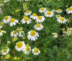 Image result for Matricaria recutita (chamomilla)