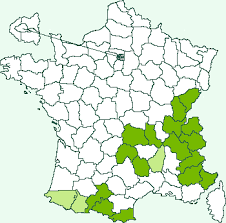 Attēlu rezultāti vaicājumam “Eriopygodes imbecilla”