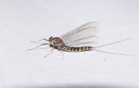 Attēlu rezultāti vaicājumam “Siphlonurus”