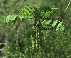 Attēlu rezultāti vaicājumam “Juglans mandshurica male flower”