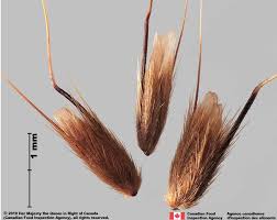 Attēlu rezultāti vaicājumam “Anthoxanthum odoratum”