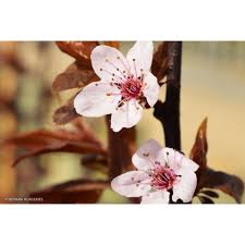 Attēlu rezultāti vaicājumam “Prunus cerasifera flower”