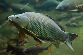 Image result for Carpiodes cyprinus