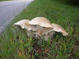Image result for macrocybe titans
