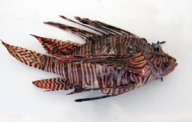 Image result for Pterois volitans