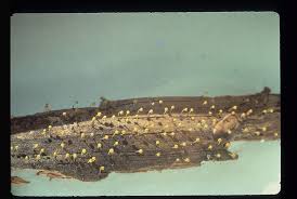 Attēlu rezultāti vaicājumam “Physarum viride”