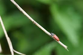 Attēlu rezultāti vaicājumam “Ampedus sp.”