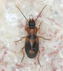 Attēlu rezultāti vaicājumam “Badister bullatus”