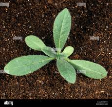 Attēlu rezultāti vaicājumam “Echium vulgare leaf”