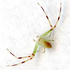 Image result for crab spider